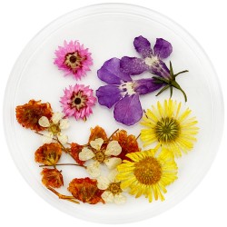 Dried flowers in a flat jar...